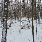 Ravine Trails Club Snowshoe